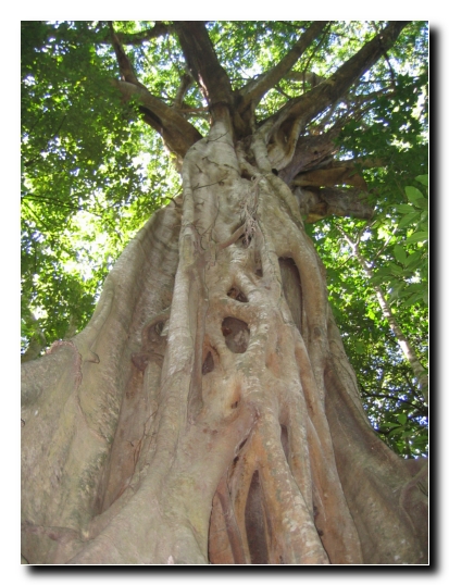 012 Fig Tree